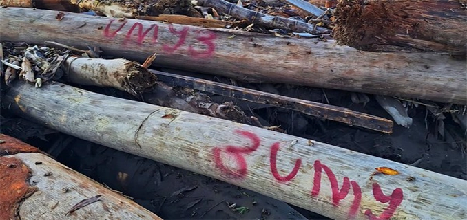 Relawan Gelondongan Kayu Bernomor Dari Lokasi Banjir Aceh