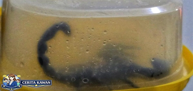 Akhir Duel Kalajengking Raksasa Vs Warga Sukabumi